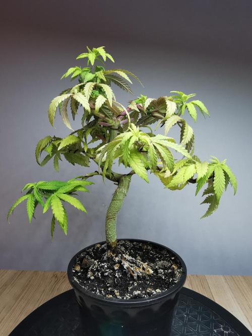 Tropical Spritzer 1 /FC-E4800 /90x60x140. Week 10