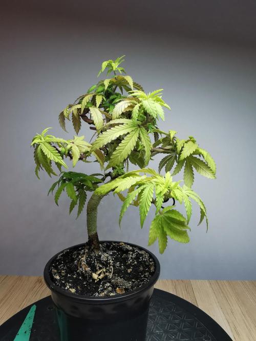 Tropical Spritzer 1 /FC-E4800 /90x60x140. Week 10
