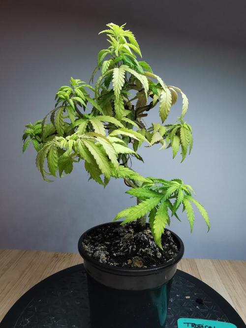 Tropical Spritzer 1 /FC-E4800 /90x60x140. Week 10