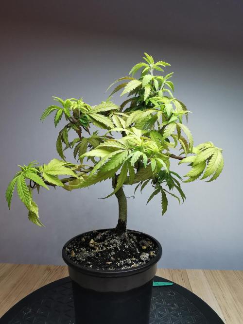 Tropical Spritzer 1 /FC-E4800 /90x60x140. Week 10