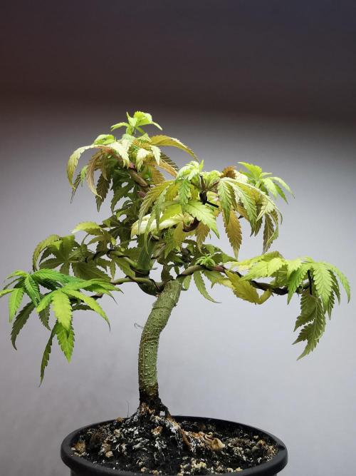 Tropical Spritzer 1 /FC-E4800 /90x60x140. Week 10
