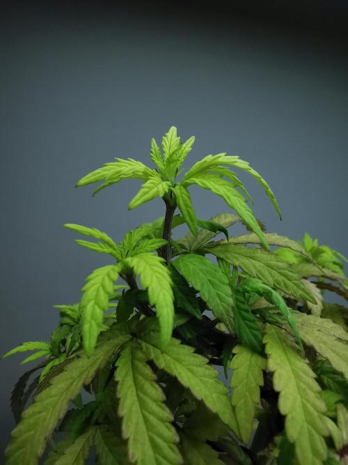 Tropical Spritzer 1 /FC-E4800 /90x60x140. Week 10