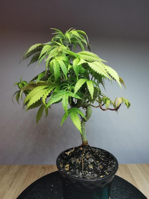 Frappe Late Z  2 / FC-E4800 / 90x60x140. Week 10