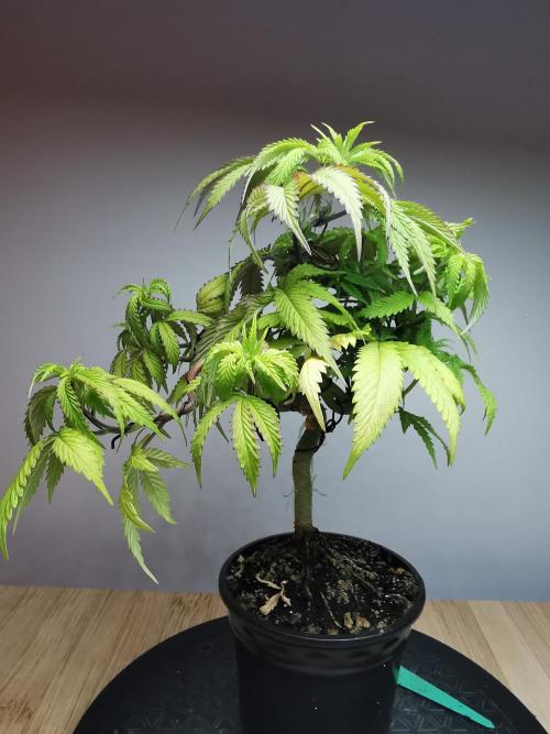 Frappe Late Z  2 / FC-E4800 / 90x60x140. Week 10