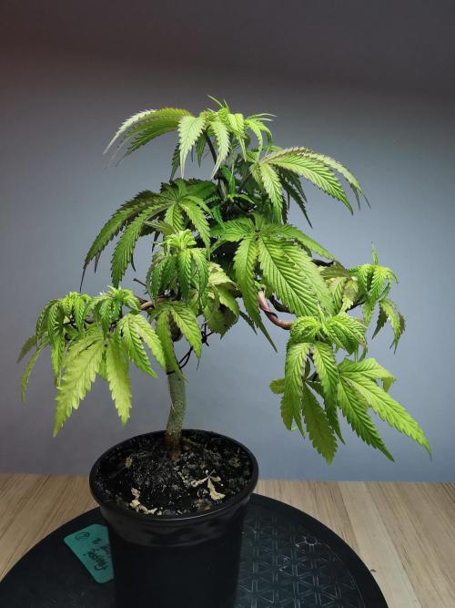 Frappe Late Z  2 / FC-E4800 / 90x60x140. Week 10