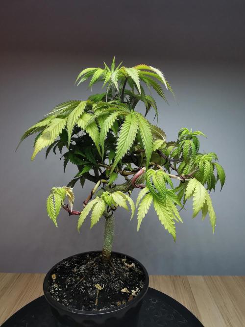 Frappe Late Z  2 / FC-E4800 / 90x60x140. Week 10