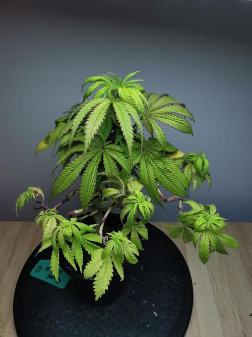 Frappe Late Z  2 / FC-E4800 / 90x60x140. Week 10