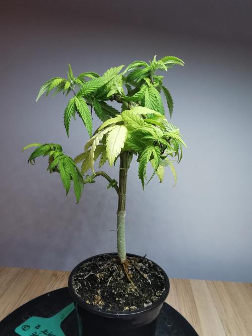 Frappe Late Z  3 / FC-E4800 /90x60x140. Week 10