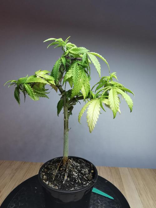 Frappe Late Z  3 / FC-E4800 /90x60x140. Week 10