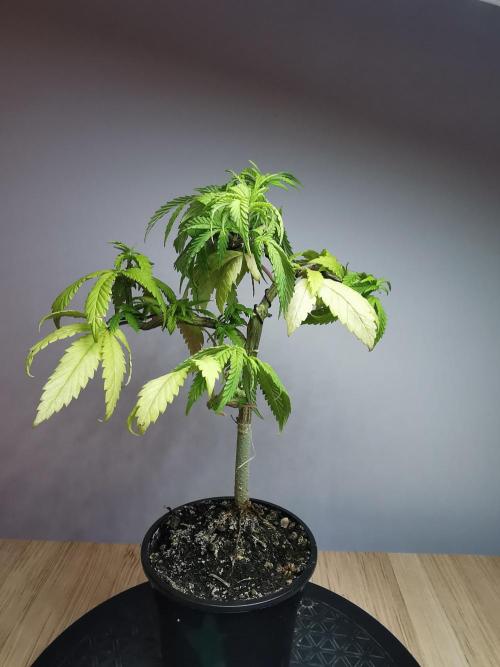 Frappe Late Z  3 / FC-E4800 /90x60x140. Week 10