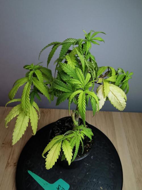 Frappe Late Z  3 / FC-E4800 /90x60x140. Week 10