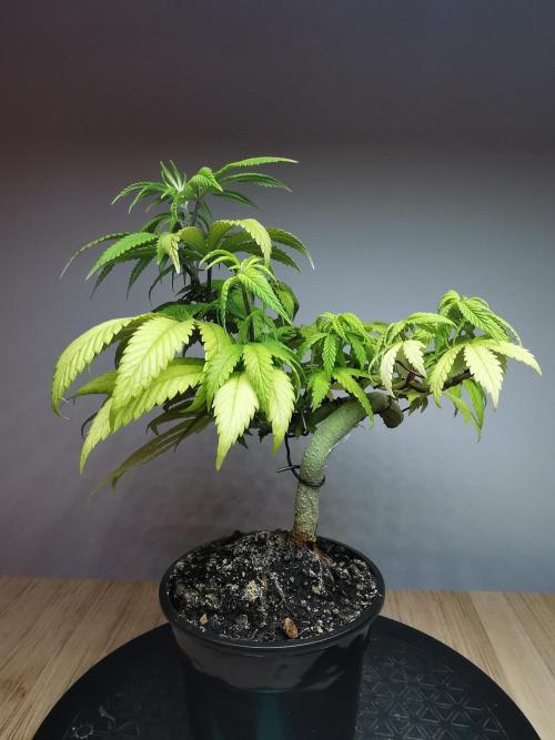 Frappe Late Z  4 / FC-E4800 / 90x60x140. Week 10