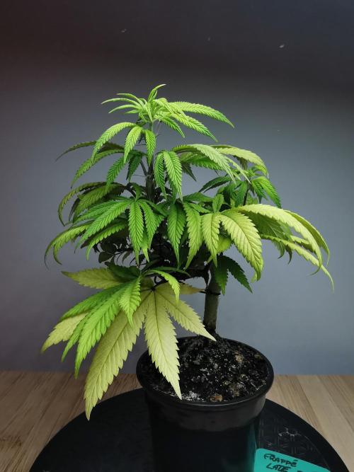 Frappe Late Z  4 / FC-E4800 / 90x60x140. Week 10