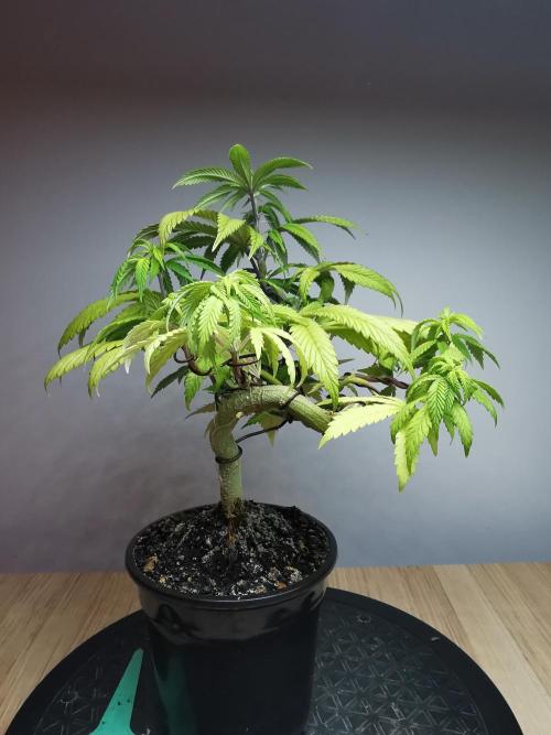 Frappe Late Z  4 / FC-E4800 / 90x60x140. Week 10