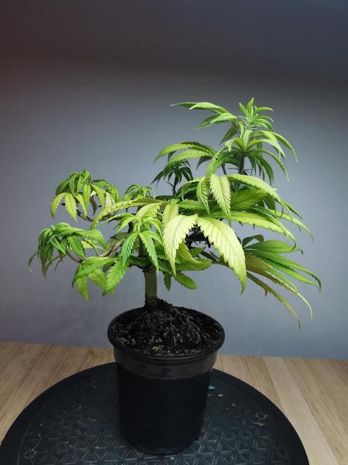 Frappe Late Z  4 / FC-E4800 / 90x60x140. Week 10