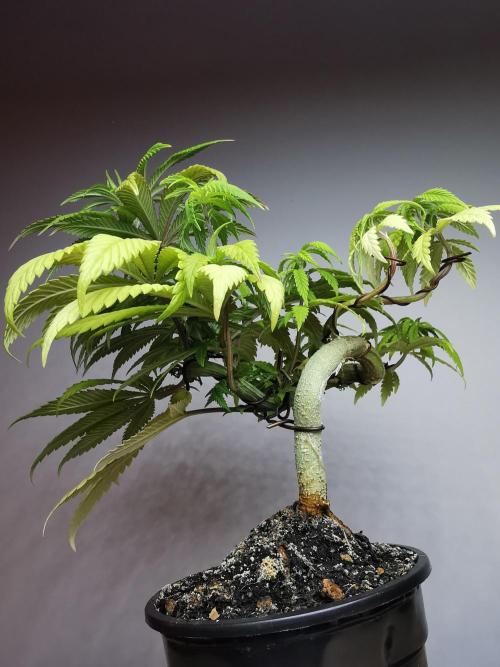 Frappe Late Z  4 / FC-E4800 / 90x60x140. Week 10