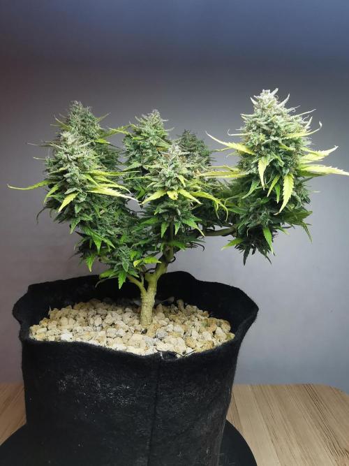 Apple Betty auto / FC-E4800 / 90x60x140. Week 13