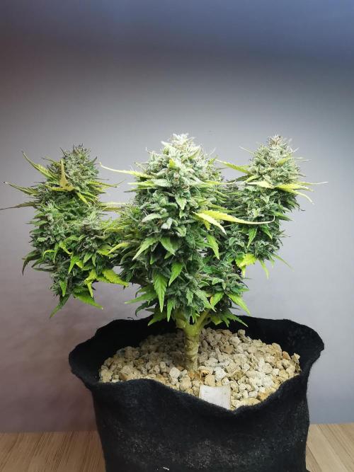 Apple Betty auto / FC-E4800 / 90x60x140. Week 13
