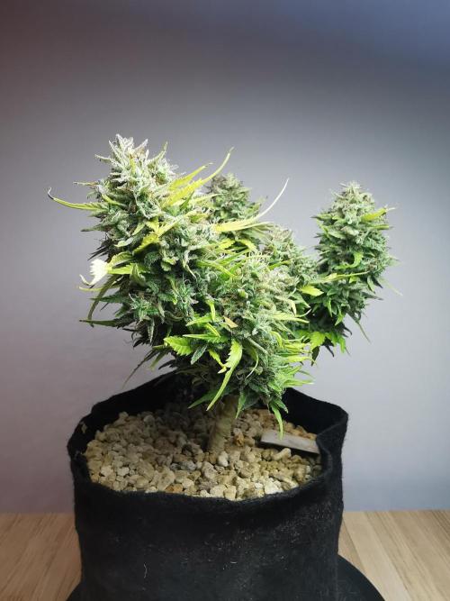 Apple Betty auto / FC-E4800 / 90x60x140. Week 13
