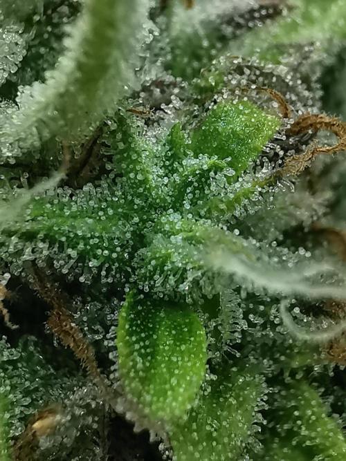 Apple Betty Auto. Week 13