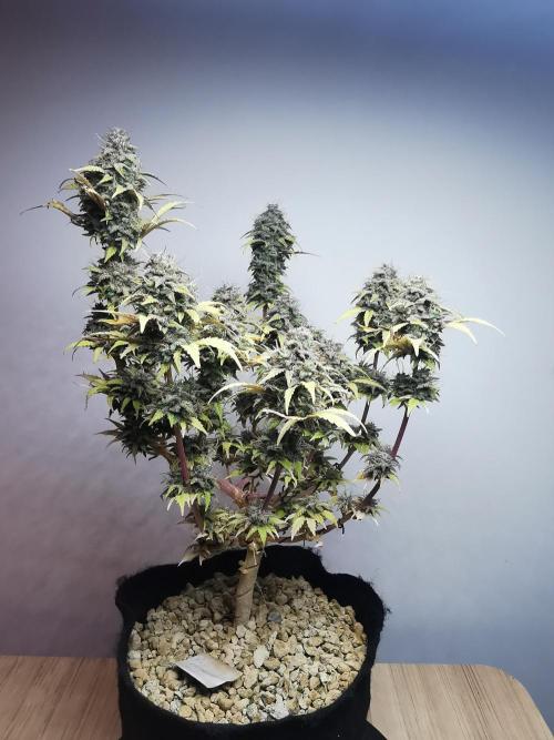 Big Demon auto / FC-E4800 / 90x60x140. Week 13