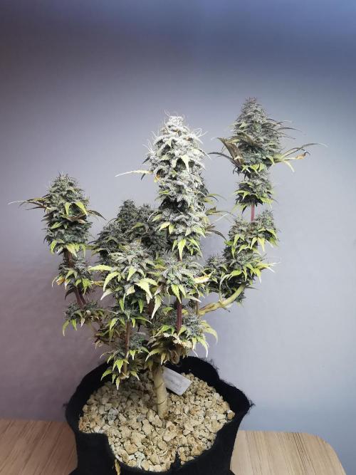 Big Demon auto / FC-E4800 / 90x60x140. Week 13
