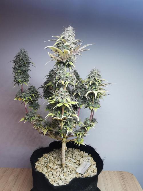 Big Demon auto / FC-E4800 / 90x60x140. Week 13