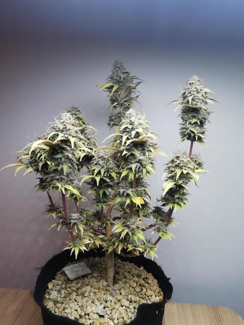 Big Demon auto / FC-E4800 / 90x60x140. Week 13