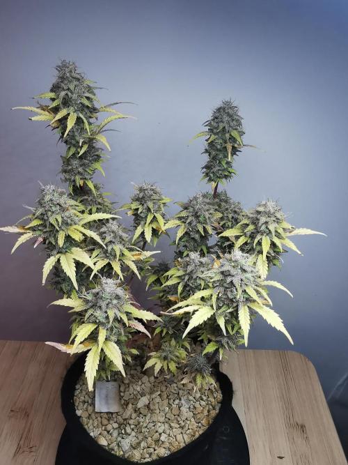 Big Demon auto / FC-E4800 / 90x60x140. Week 13
