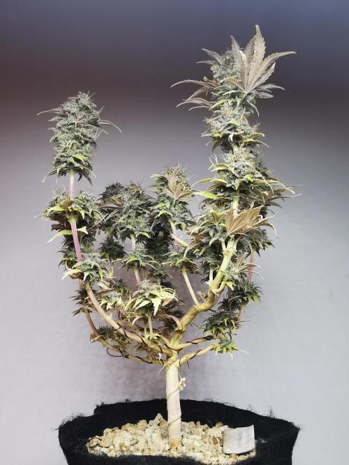 Big Demon auto / FC-E4800 / 90x60x140. Week 13