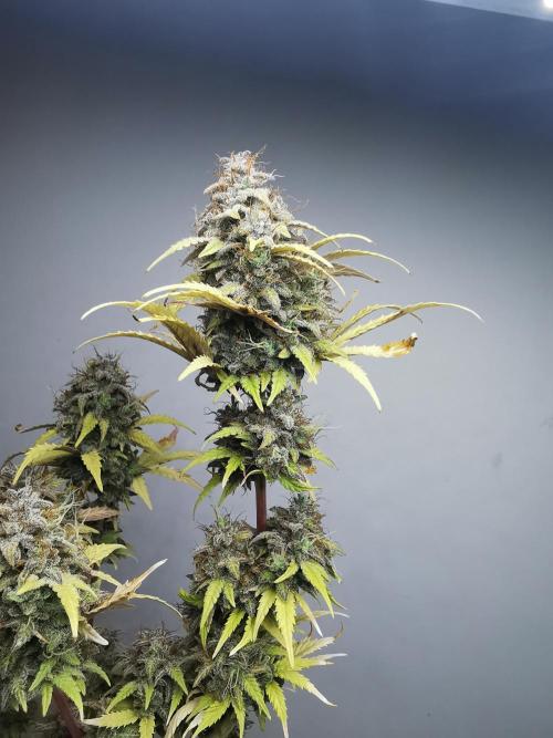 Big Demon auto / FC-E4800 / 90x60x140. Week 13