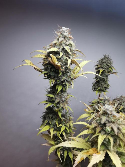 Big Demon auto / FC-E4800 / 90x60x140. Week 13