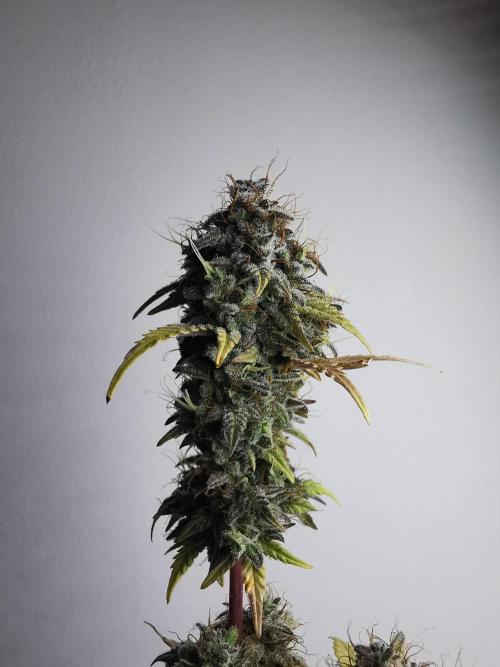 Big Demon auto / FC-E4800 / 90x60x140. Week 13