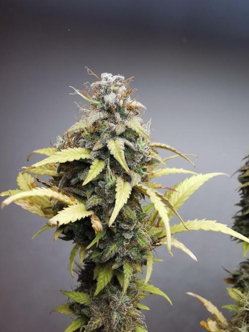 Big Demon auto / FC-E4800 / 90x60x140. Week 13