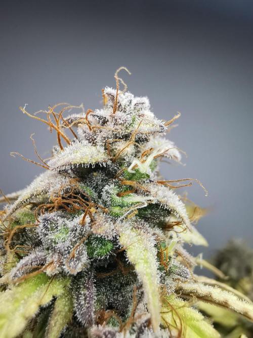 Big Demon auto / FC-E4800 / 90x60x140. Week 13
