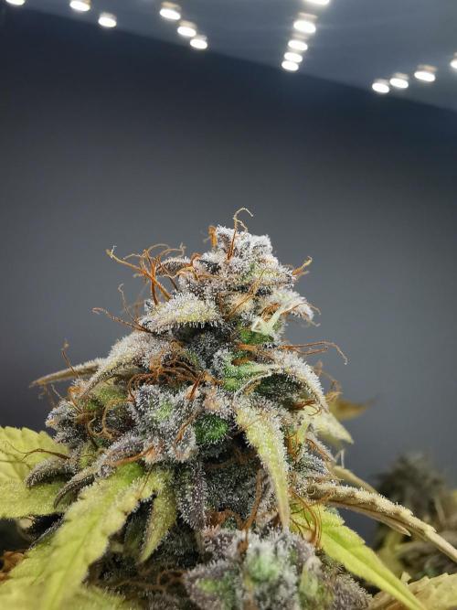 Big Demon auto / FC-E4800 / 90x60x140. Week 13