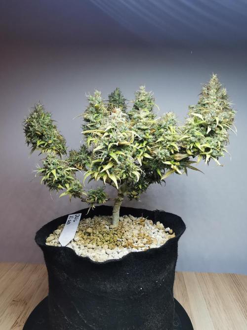 Devil XL auto / FC-E4800 / 90x60x140. Week 13