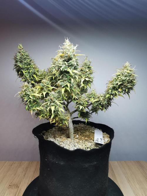 Devil XL auto / FC-E4800 / 90x60x140. Week 13
