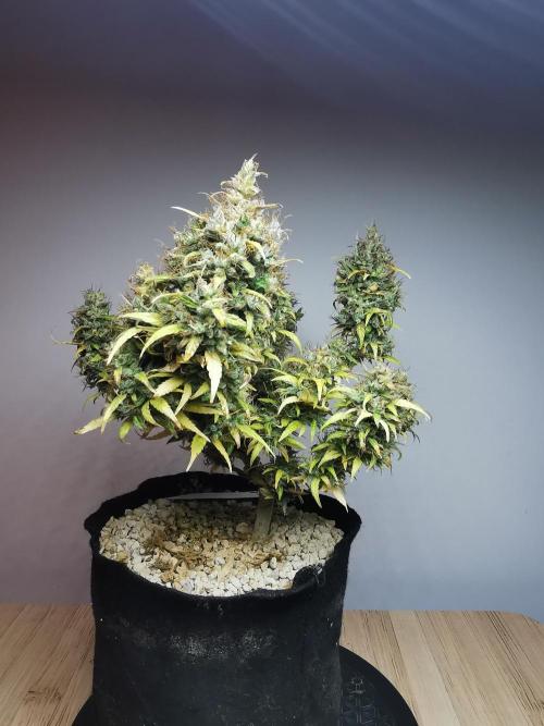 Devil XL auto / FC-E4800 / 90x60x140. Week 13