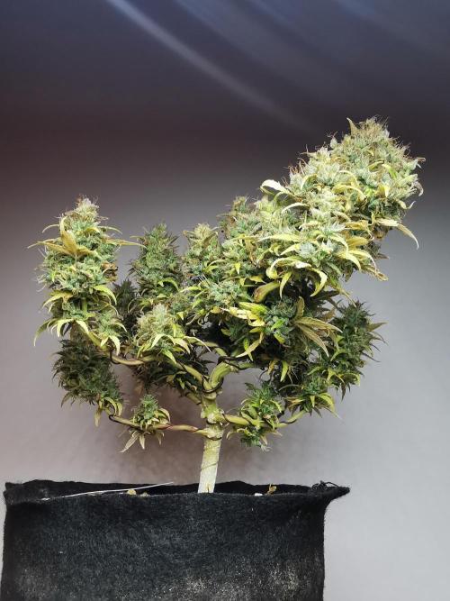 Devil XL auto / FC-E4800 / 90x60x140. Week 13