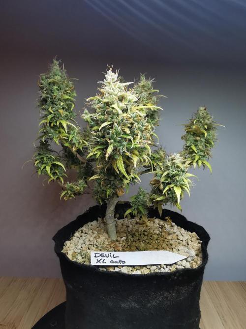 Devil XL auto / FC-E4800 / 90x60x140. Week 13