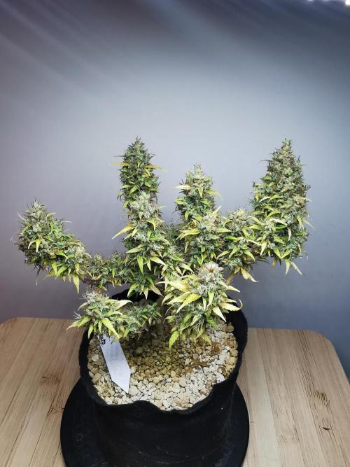 Devil XL auto / FC-E4800 / 90x60x140. Week 13