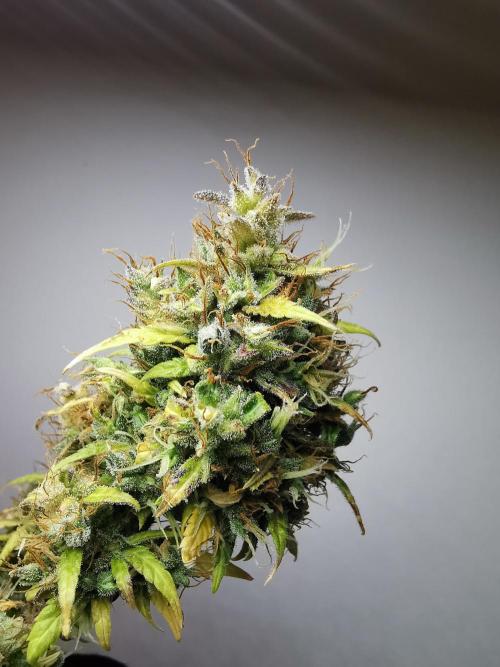 Devil XL auto / FC-E4800 / 90x60x140. Week 13
