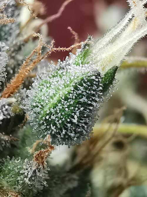 Devil XL auto / FC-E4800 / 90x60x140. Week 13