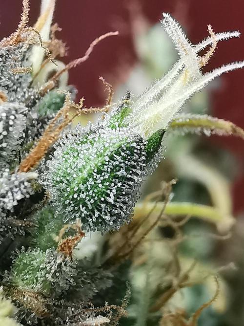 Devil XL auto / FC-E4800 / 90x60x140. Week 13