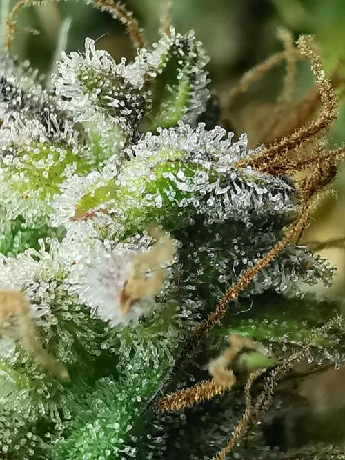 Devil XL auto / FC-E4800 / 90x60x140. Week 13