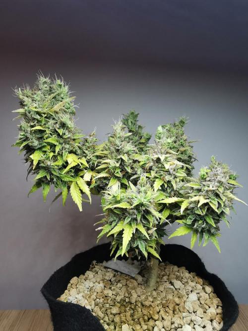 Northern Light auto/ FC-E4800/ 90x60x140. Week 13