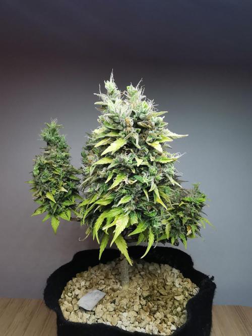 Northern Light auto/ FC-E4800/ 90x60x140. Week 13