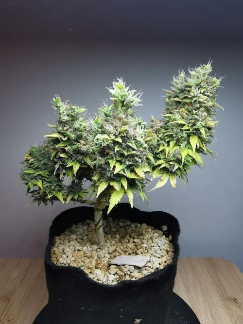Northern Light auto/ FC-E4800/ 90x60x140. Week 13