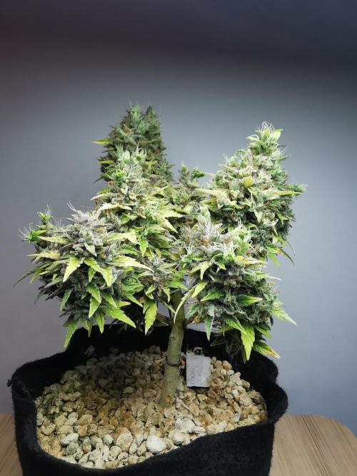 Northern Light auto/ FC-E4800/ 90x60x140. Week 13